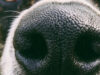 Hundar tränas hitta glöd under eldhärjad terräng Glödhund nosar rätt på glöd